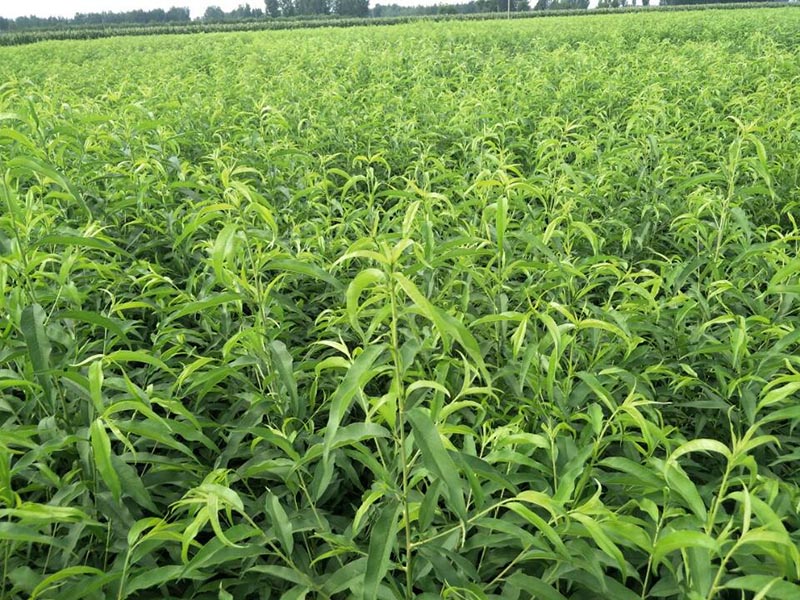 桃苗出現(xiàn)落葉病嚴重會有哪些原因